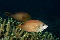 Epibulus brevis (Latent Slingjaw Wrasse)