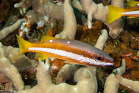 Lutjanus biguttatus (Twospot Snapper)