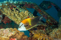 Epibulus insidiator (Slingjaw Wrasse)