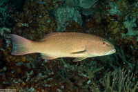Plectropomus leopardus (Leopard Coral Grouper)