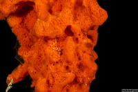 Mycale lampra (Mycale lampra)