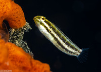 Petroscirtes breviceps (Shorthead Fangblenny)
