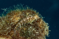 Petroscirtes variabilis (Variable Fangblenny)