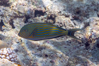 Acanthurus lineatus (Striped Surgeonfish)