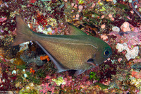 Pempheris oualensis (Copper Sweeper)