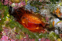 Ctenoides ales (Electric Fileclam)