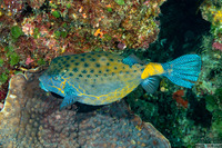 Ostracion cubicum (Yellow Boxfish)