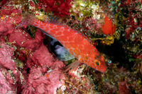 Cirrhitichthys oxycephalus (Pixy Hawkfish)