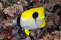 Chaetodon unimaculatus (Teardrop Butterflyfish)