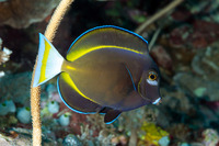 Acanthurus nigricans (Whitecheek Surgeonfish)
