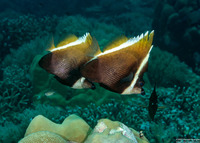 Heniochus varius (Humphead Bannerfish)