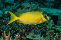 Siganus puellus (Masked Rabbitfish)