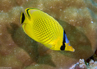 Chaetodon rafflesii (Latticed Butterflyfish)