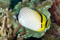 Chaetodon vagabundus (Vagabond Butterflyfish)