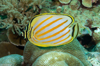 Chaetodon ornatissimus (Ornate Butterflyfish)