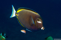 Acanthurus nigricans (Whitecheek Surgeonfish)