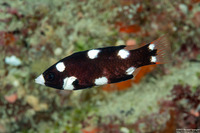 Bodianus axillaris (Axilspot Hogfish)