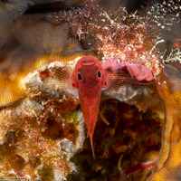 Trimma okinawae (Okinawa Pygmygoby)