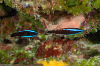 Pseudodax moluccanus (Chiseltooth Wrasse)