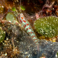 Eviota guttata (Whitestriped Dwarfgoby)