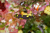 Bodianus mesothorax (Blackbelt Hogfish)