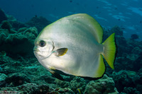 Platax boersii (Golden Spadefish)