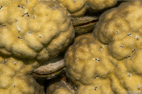 Septifer bilocularis (Box Mussel)