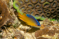 Pomacentrus simsiang (Blueback Damsel)