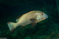 Plectorhinchus gibbosus (Blubberlip)