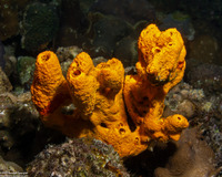 Stylissa massa (Stylissa massa)