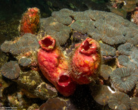 Herdmania momus (Herdman's Sea Squirt)