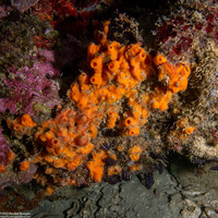 Jaspis splendens (Jaspis splendens)