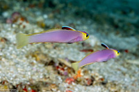 Nemateleotris lavandula (Lavender-Blushed Dartfish)