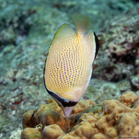 Chaetodon citrinellus (Speckled Butterflyfish)