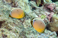 Chaetodon lunulatus (Redfin Butterflyfish)