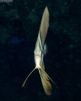 Platax boersii (Golden Spadefish)
