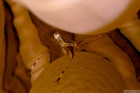 Cuapetes sp.2 (Cuapetes sp.2)