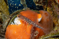 Eviota storthynx (Storthynx Dwarfgoby)