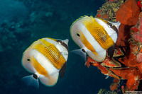 Coradion chrysozonus (Orange-Banded Coralfish)