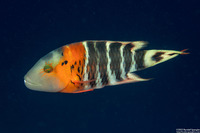 Cheilinus fasciatus (Redbreasted Wrasse)