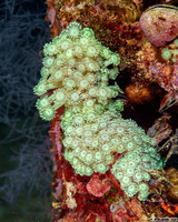 Goniopora cf. djiboutiensis (Goniopora cf. Djiboutiensis)