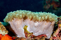 Physogyra lichtensteini (Grape Coral)