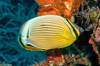 Chaetodon lunulatus (Redfin Butterflyfish)