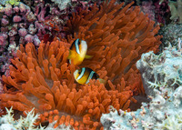 Entacmaea quadricolor (Bubble-Tip Anemone)