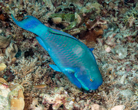 Chlorurus microrhinos (Steephead Parrotfish)