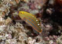 Koumansetta rainfordi (Old Glory)