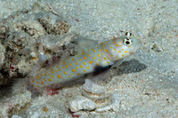 Amblyeleotris guttata (Spotted Shrimpgoby)