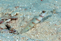 Alpheus bellulus (Tiger Snapping Shrimp)