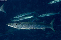 Sphyraena qenie (Blackfin Barracuda)