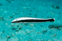 Malacanthus latovittatus (Blue Blanquillo)